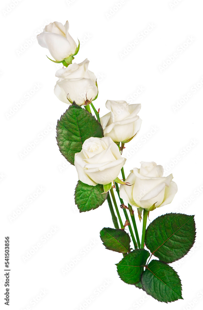 Obraz premium bouquet white Roses. white roses isolated on the white background