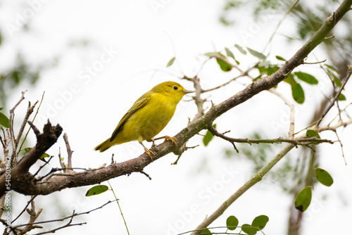 Beautiful American Yellow Warbler (Setophaga petechia) perched on a macano tree branch in central Panama.