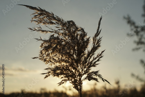 cane seeds at sunset