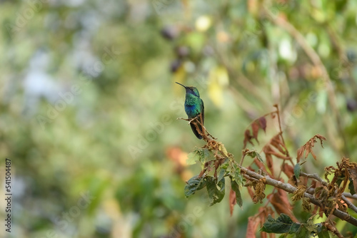 Colibri Coruscans, Sparkling Violetear perch spreading wings © Luis Fernando Acosta