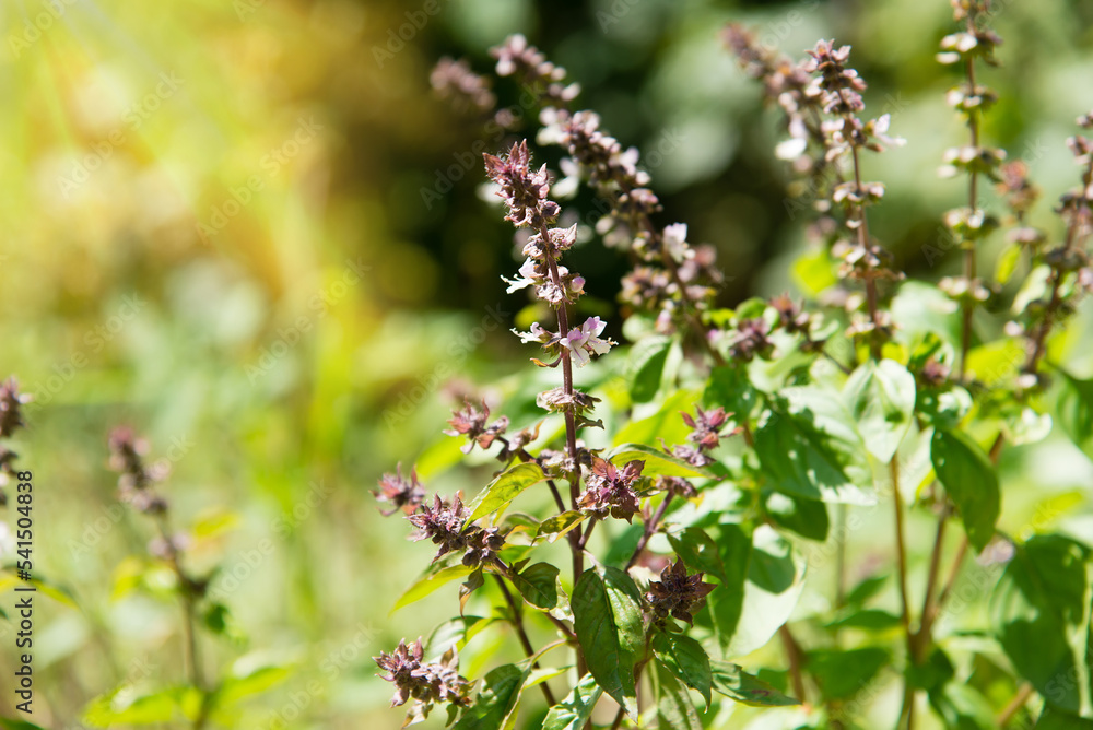 Basil leaves and flowers plants with flowers growing
Basil leaves and flowers plants with flowers growing