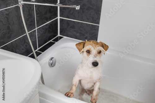 Puppy of a Wirehaired Jack Russell Terrier standing in a white tub before being washed