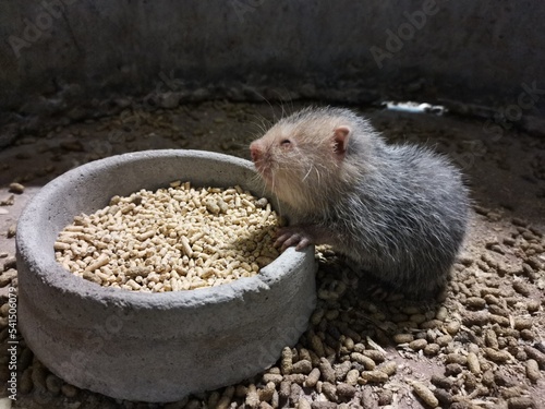 Cute baby bamboo rat sleep while eating food. photo shoot by smartphone photo