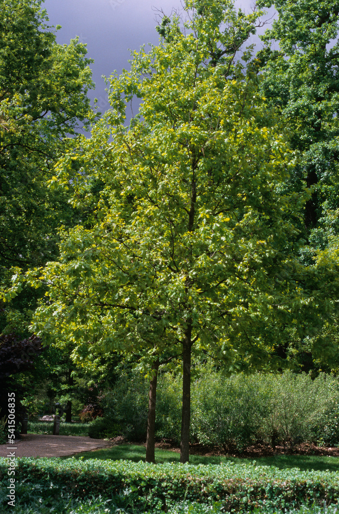 Naklejka premium Chêne pubescent, Quercus pubescens