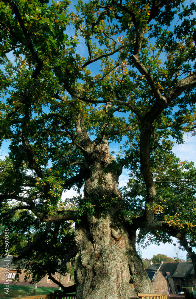 Fototapeta premium Chéne, Qercus robur, Le chéne millénaire, Chene a Guillotin, légende de Merlin, Bretagne, Concoret, 56, Morbihan