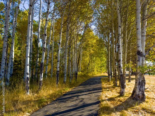 Fototapeta Naklejka Na Ścianę i Meble -  A walking and bike path winding through colorful aspen trees on a ranch near Sisters Oregon