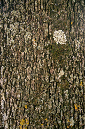 Chéne kermes, Quercus coccifera © JAG IMAGES