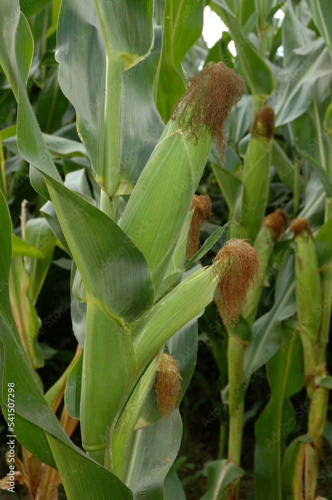 Mais, Zea mays Mais, Zea mays