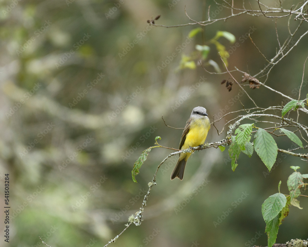 Obraz premium Tyrannus Melancholicus, Tropical Kingbird perched