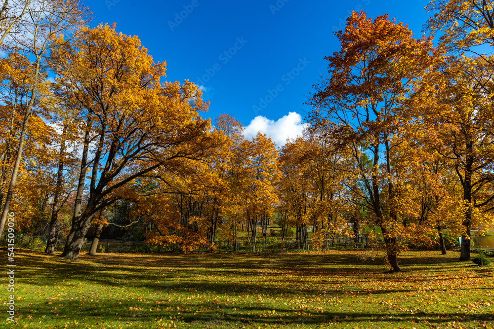 autumn park with trees with green and yellow leaves in good weather with blue sky
