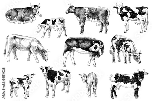 Different cows monochrome set, isolated.