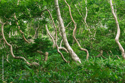 forest landscape of the island of Kunashir  twisted trees and undergrowth of dwarf bamboo