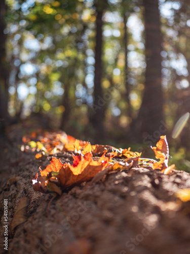 Herbstlaub auf umgefallenem Baum
