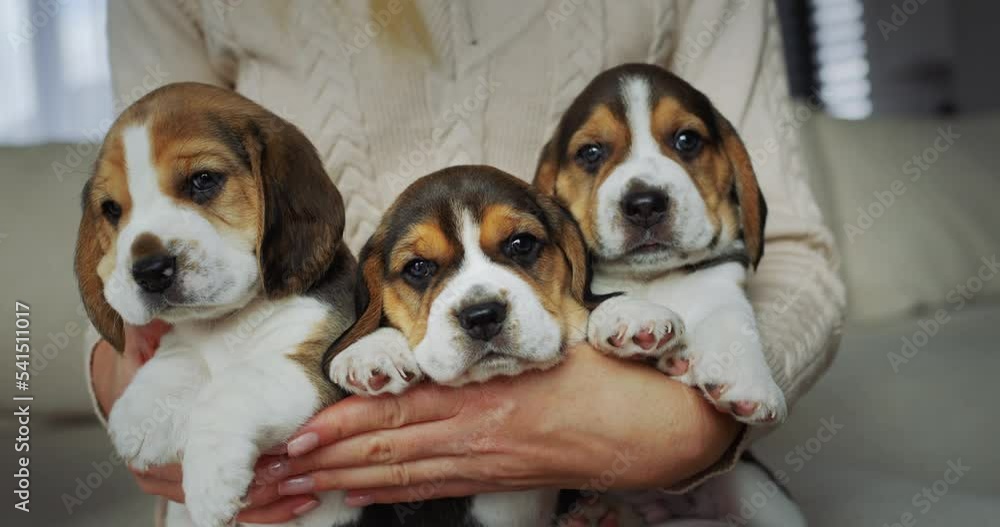 The owner keeps three cute little beagle puppies. Purebred dog breeder The owner keeps three cute little beagle puppies. Purebred dog breeder