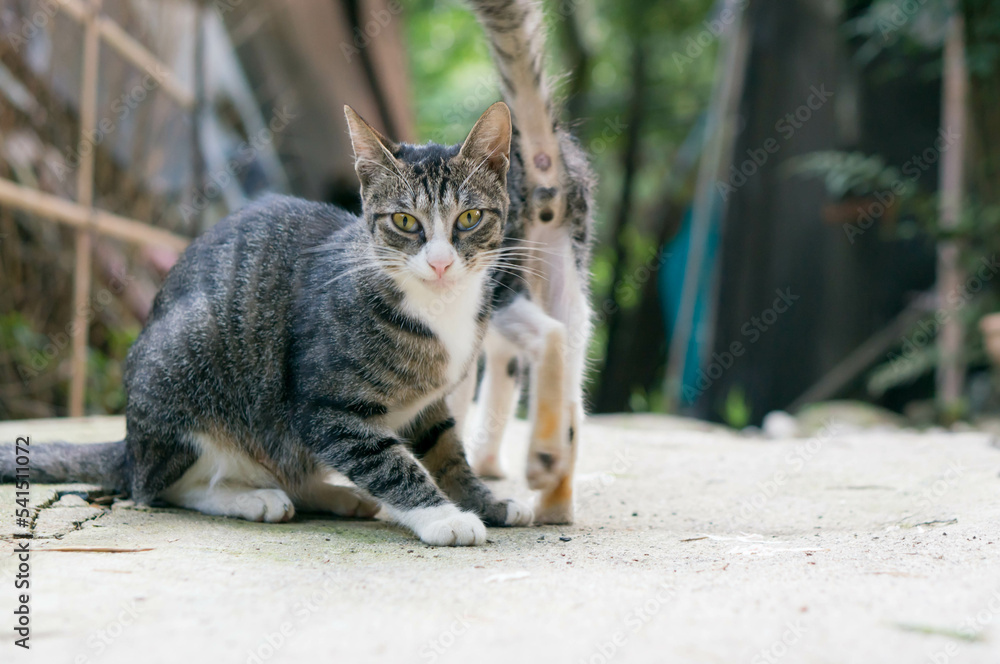 Obraz premium 日本の森の廃墟に暮らす野良猫の親子