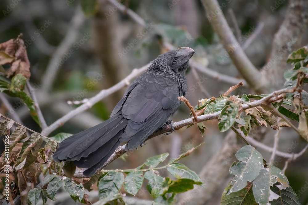 Obraz premium Crotophaga Ani, Smooth billed Ani perched