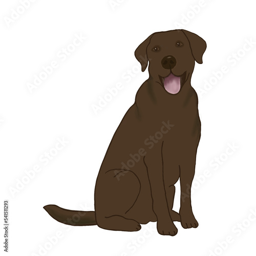brown labrador retriever dog