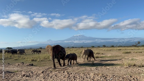Sticker Mount killamonjaro and herd of elephants