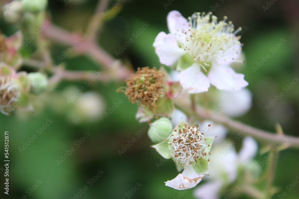 Obraz premium Nahaufnahme der Brombeerblüte. Tageslichtfoto. Weiße Blüten. Grüne Blätter. Üppiges Laub. Insekten bei der Bestäubung. Sommerszene. Natürlichen Umgebung. Staubblatt und Stempel. Bienenfotografie. 