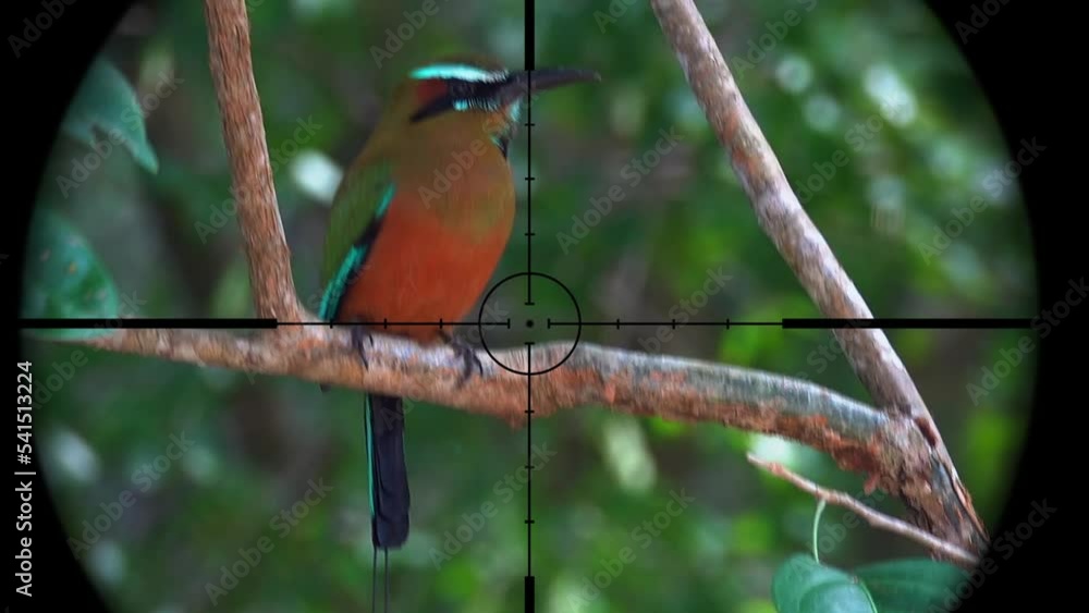 Tropical Bird in Gun Rifle Scope. Wildlife Hunting. Poaching Endangered, Vulnerable, and Threatened Animals Tropical Bird in Gun Rifle Scope. Wildlife Hunting. Poaching Endangered, Vulnerable, and Threatened Animals