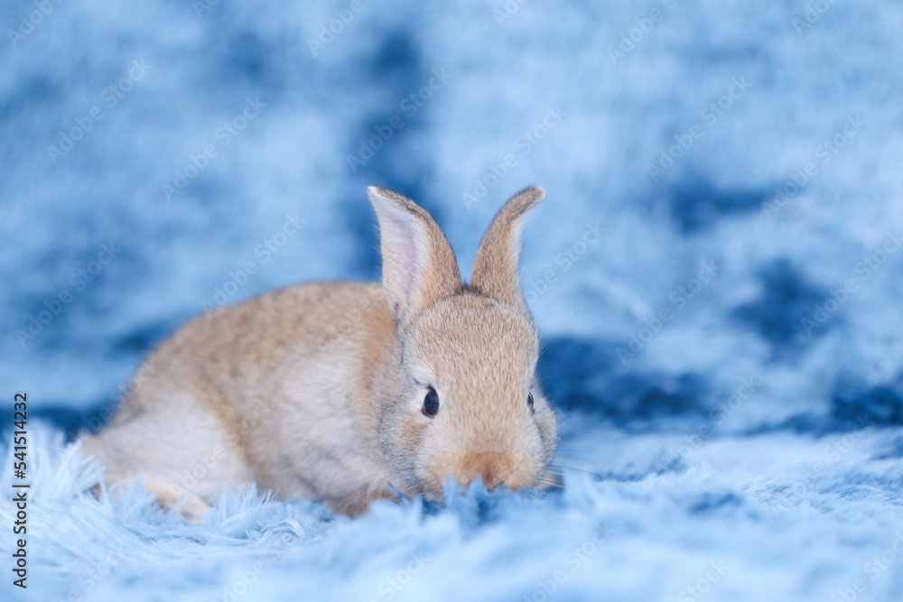 Cute little rabbit on green grass with natural bokeh as background during spring. Young adorable bunny playing in blue fur carpet as in the sky concept. Lovely baby pet. Cute little rabbit on green grass with natural bokeh as background during spring. Young adorable bunny playing in blue fur carpet as in the sky concept. Lovely baby pet.