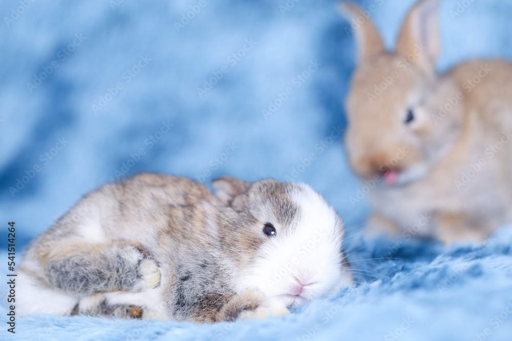 Cute little rabbit on green grass with natural bokeh as background during spring. Young adorable bunny playing in blue fur carpet as in the sky concept. Lovely baby pet. Cute little rabbit on green grass with natural bokeh as background during spring. Young adorable bunny playing in blue fur carpet as in the sky concept. Lovely baby pet.