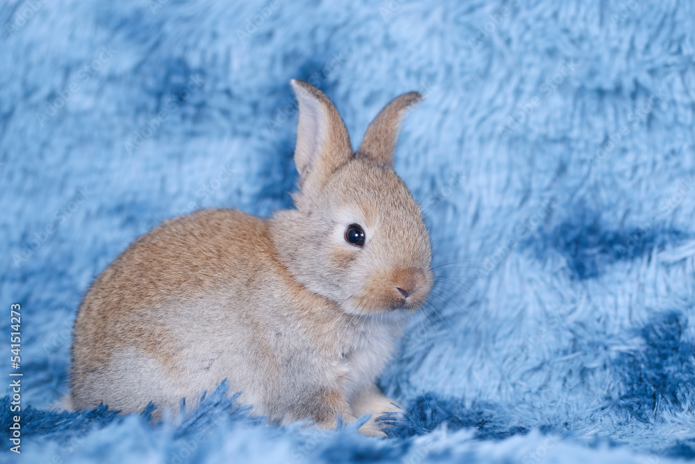 Cute little rabbit on green grass with natural bokeh as background during spring. Young adorable bunny playing in blue fur carpet as in the sky concept. Lovely baby pet. Cute little rabbit on green grass with natural bokeh as background during spring. Young adorable bunny playing in blue fur carpet as in the sky concept. Lovely baby pet.