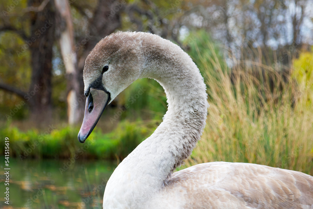 Fototapeta premium portrait of a young gray swan on the park background