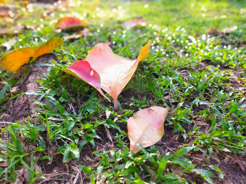 autumn leaves in the grass