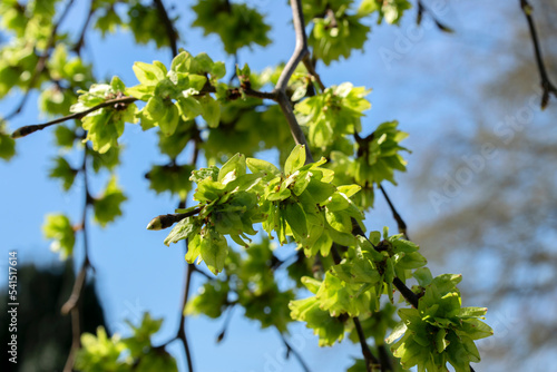 Close Up Of A Ulmus Camperdownii photo