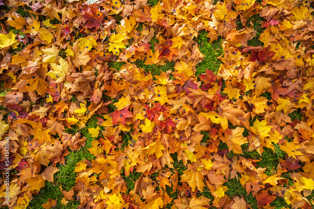 Colorful leaves of a tree at autumn, autumn background