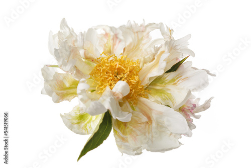 Funny peony flower not even shape isolated on a white background.