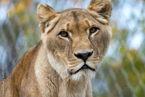 Animal portrait closeup lioness female oblique side