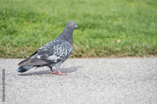 Closeup pigeon park concept pest urban environment