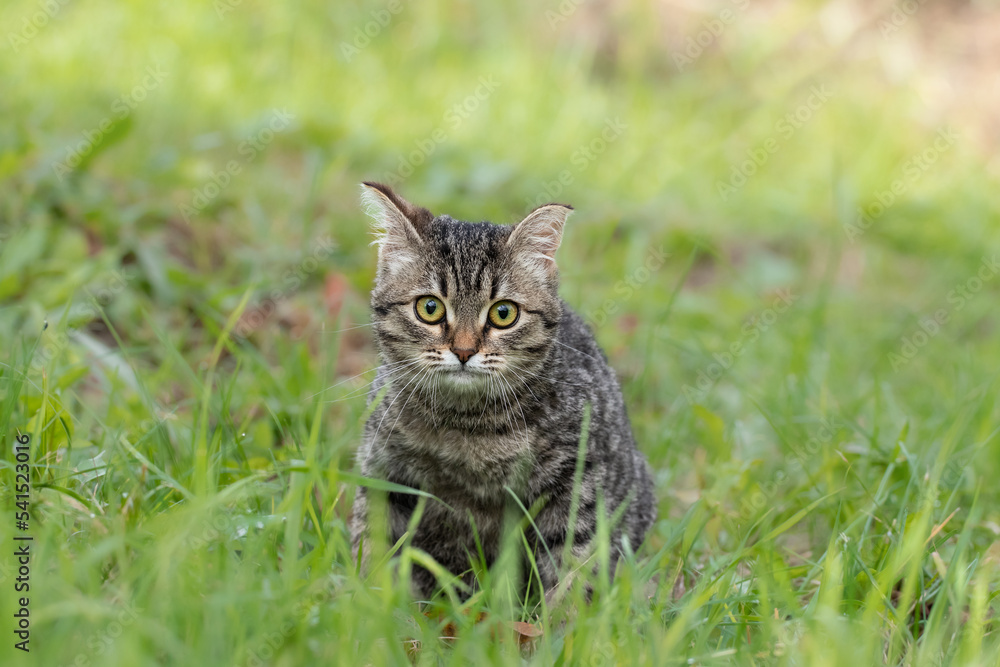 Portrait of a kitten with big yellow eyes.Cute tabby kitten with big eyes sits in the green grass.