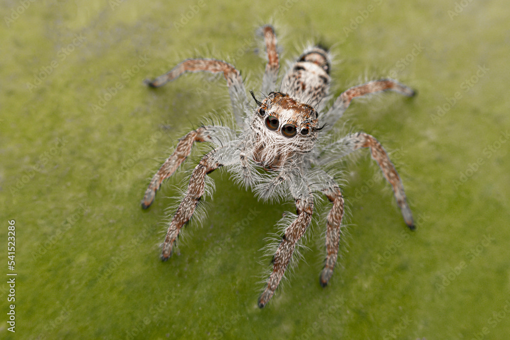 spider on a web spider on a web