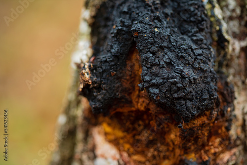 Chaga mushroom, inonotus obliquus grows on a birch tree. Whole and broken piece. Natural medicine photo
