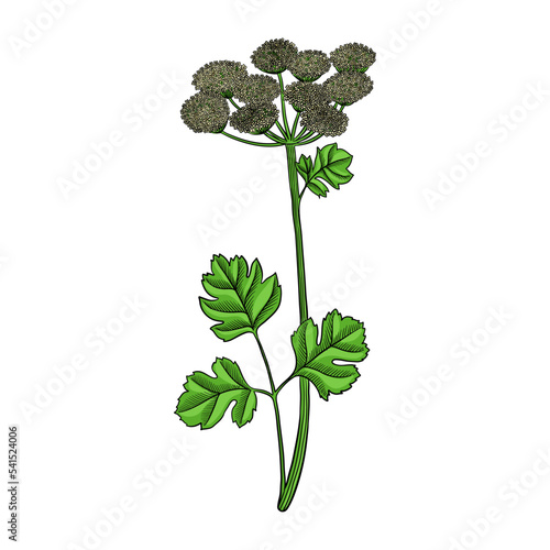 vector drawing flower of coastal hog fennel , Peucedanum japonicum, hallucinogenic plant, herb of traditional chinese medicine, hand drawn illustration