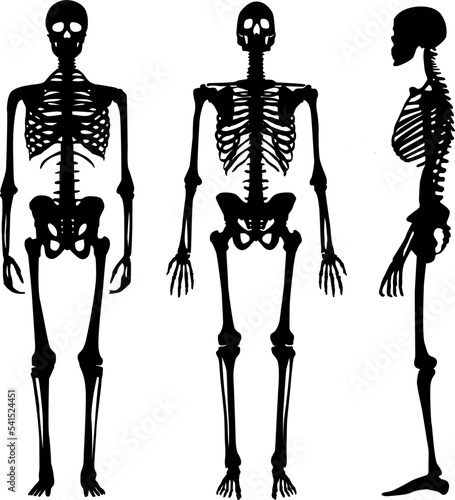 Vector skeletons icon set on isolated white background