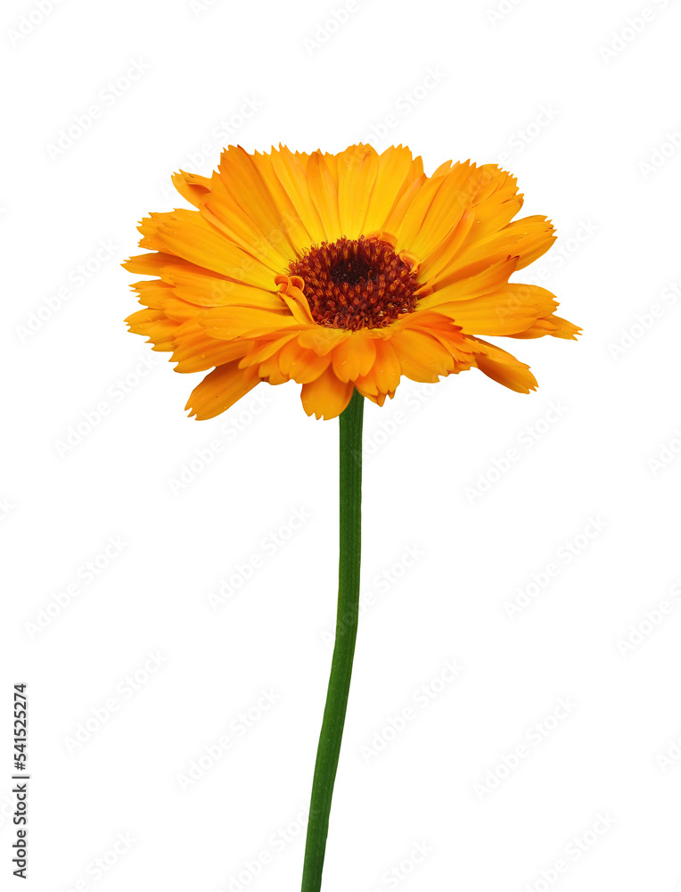 Samolepka Calendula on transparent background