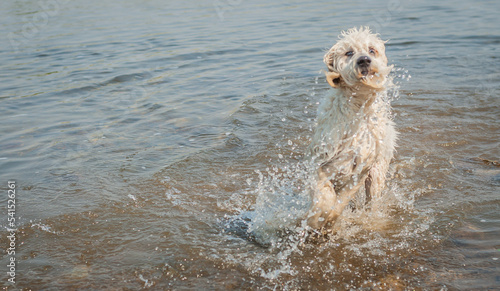 Fotografía dog romping in water