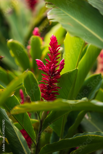 Red ginger plant, Alpinia purpurata, surrounded by green leaves in a garden.