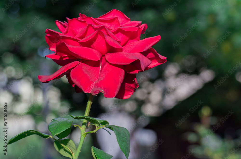 Obraz premium Red Rose