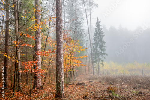 Fototapeta Naklejka Na Ścianę i Meble -   Jesień na Mazurach