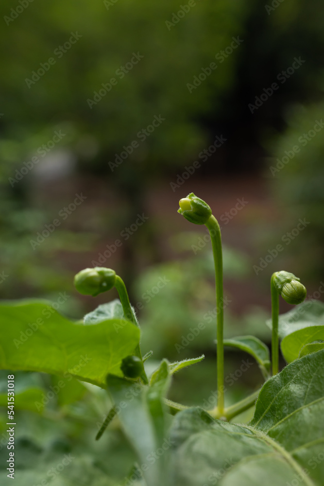 the shape of the yellow chili flower the shape of the yellow chili flower