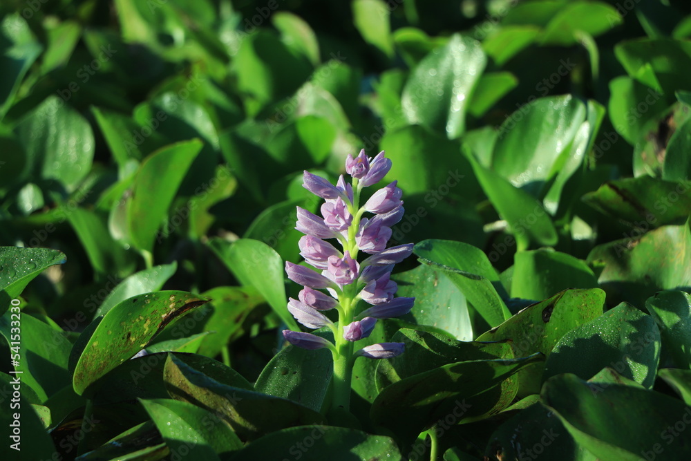 Water Hyacinth flowers closeup background Water Hyacinth flowers closeup background