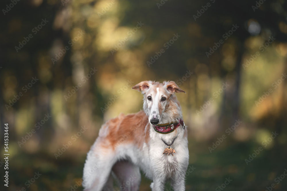 Fototapeta premium Dog photo portrait Russian borzoi autumn
