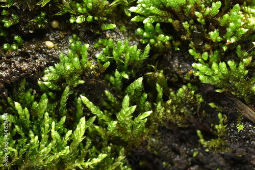 Green branches of moss close-up.