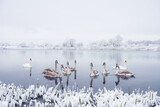 Swans family swims in the winter lake water in sunrise time. White adult swan and little grey chicks in frozen water on morning. Frosty snowy trees on background. Animal photography