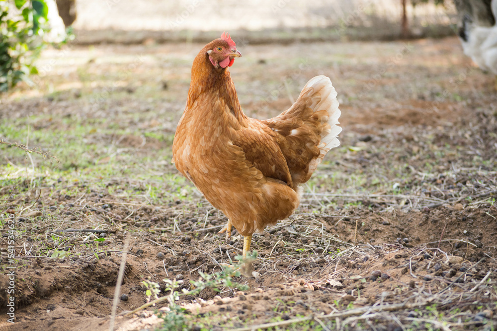 Fototapeta premium Red hen on the farm. Close up.